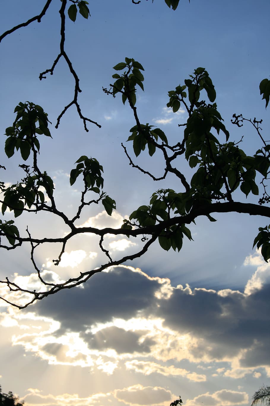 Sunset, Clouds, Dark, Edge, Gilt, bright, sky, blue, tree, branch HD wallpaper