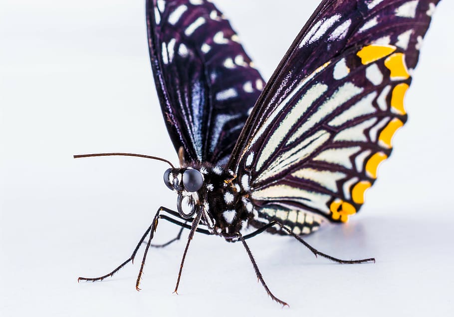 butterfly, insect, nature, butterfly - Insect, animal, animal Wing HD wallpaper