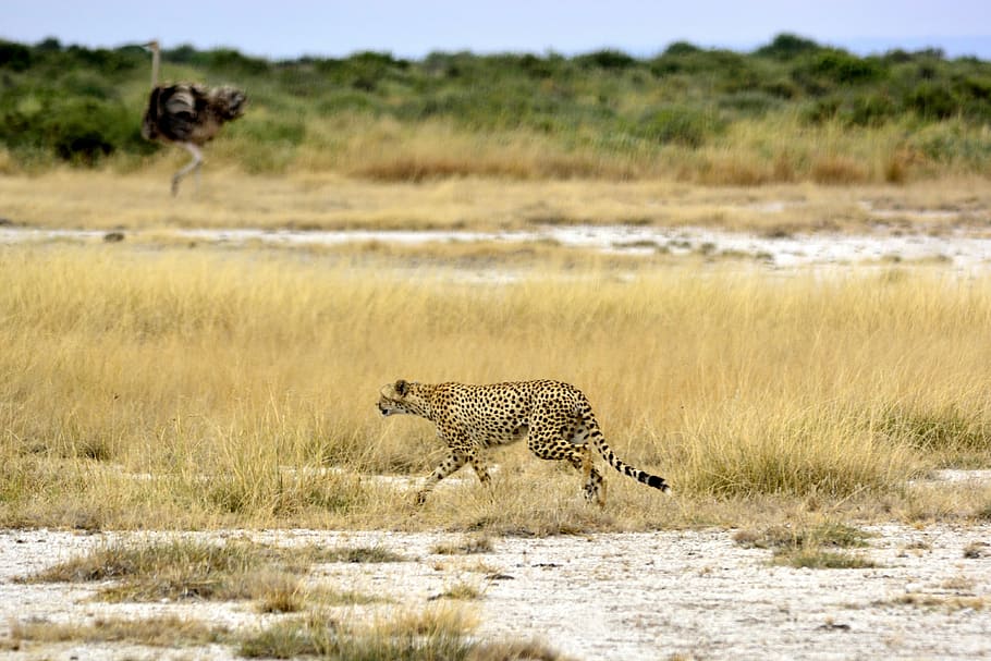 Cheetah, Africa, Ostrich, Amboseli, the ostrich, kenya, safari, HD wallpaper