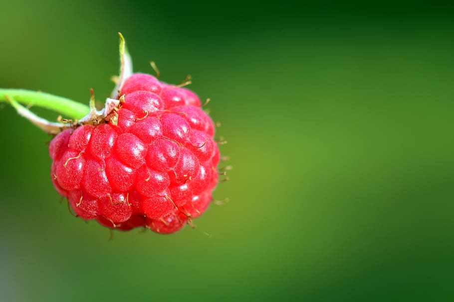 Raspberry, Sweet, Fruit, Berries, red, healthy, delicious, summer HD wallpaper