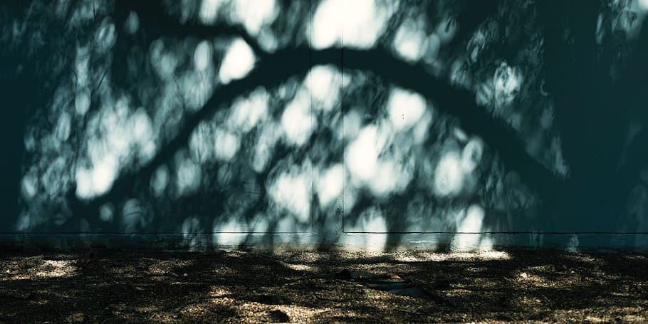 concrete, sunlight, wall, tree, no people, shadow, day, nature HD wallpaper