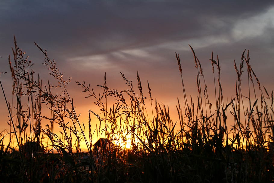 silhouette photo of grass, wheat, golden, hour, sunset, field HD wallpaper