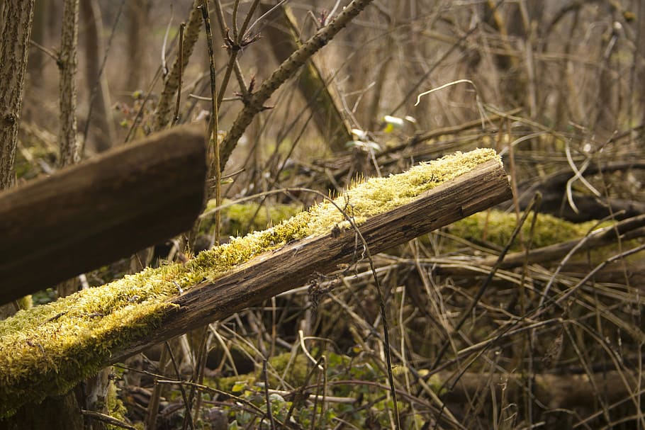 Undergrowth, Nature, Environment, Moss, landscape, no people HD wallpaper