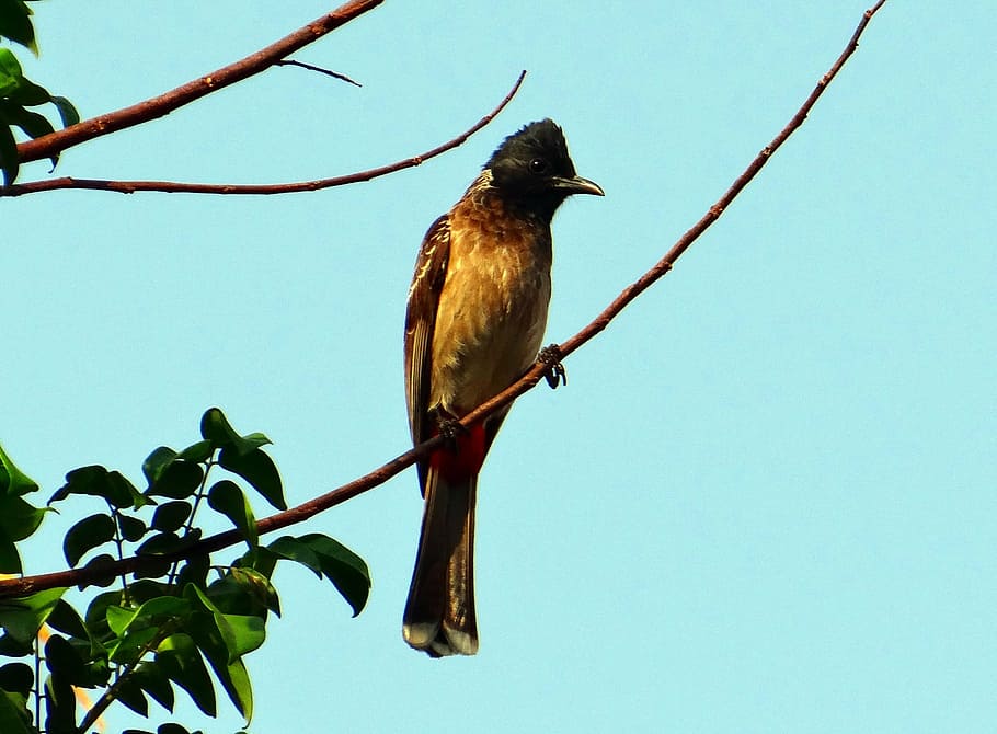 bird, red-vented bulbul, pycnonotus cafer, dharwad, india, fly