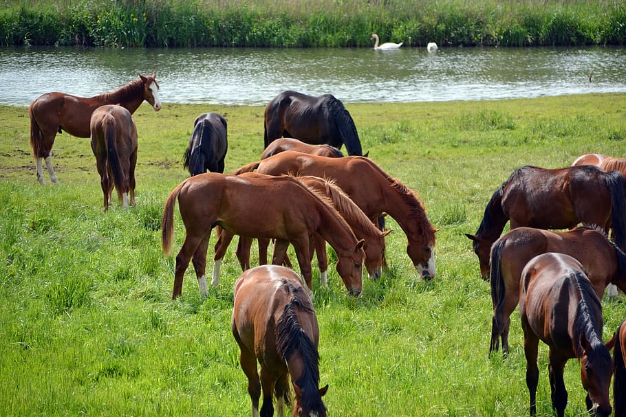 herd of horse eating grass near the body of water at daytime HD wallpaper