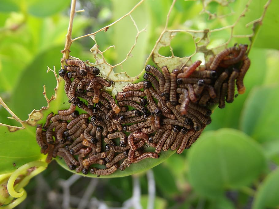 worms, plants, leaves, close-up, animal wildlife, animal themes HD wallpaper