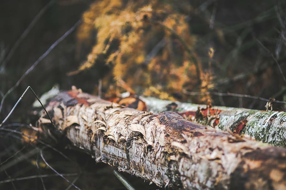 tree, trunk, stump, wood, forest, autumn, fall, damaged, old HD wallpaper