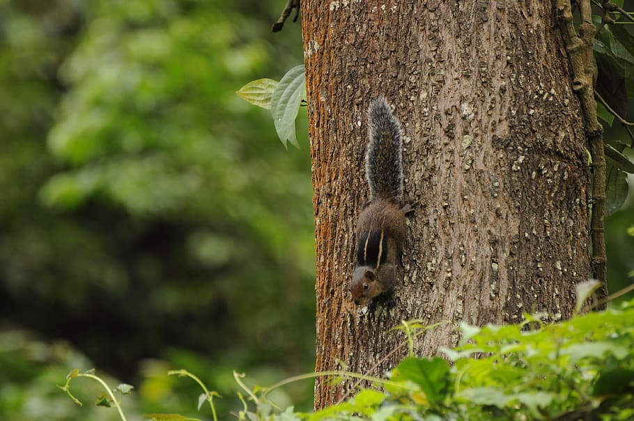 Western Ghats Squirrel, Wildlife, valparai, kerala, animals, india, HD wallpaper