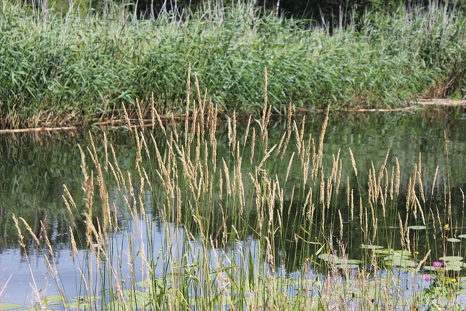 elde müritz channel, neustadt-glewe, river, nature, plant, HD wallpaper