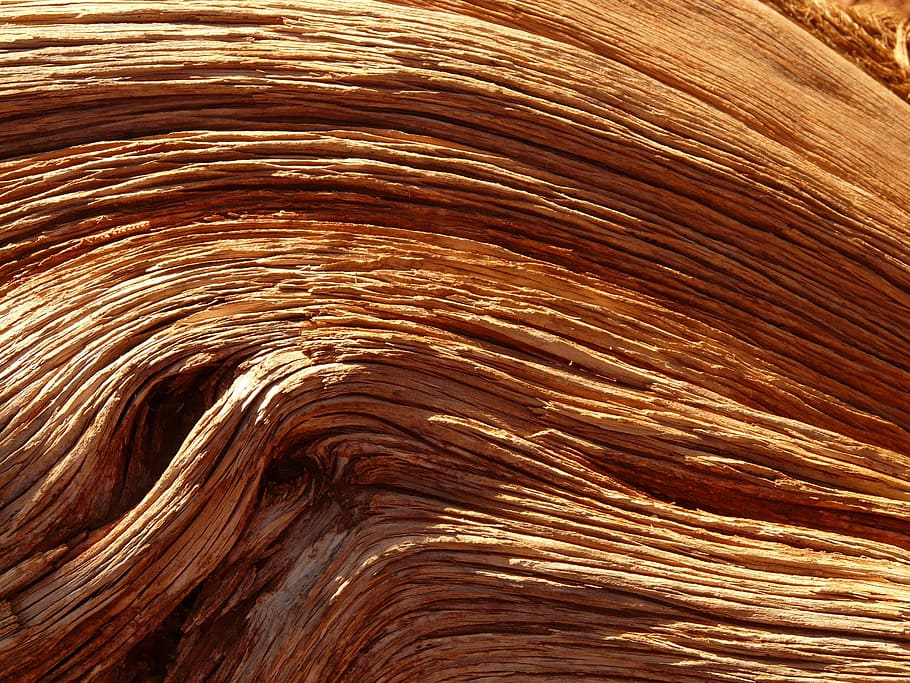 bark, tree, wood, grain, pattern, backgrounds, brown, full frame HD wallpaper