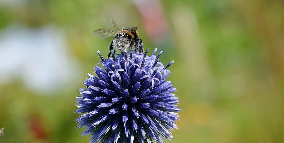 bee, pollen, nectar, blue, flower, macro, close, plant, insect HD wallpaper