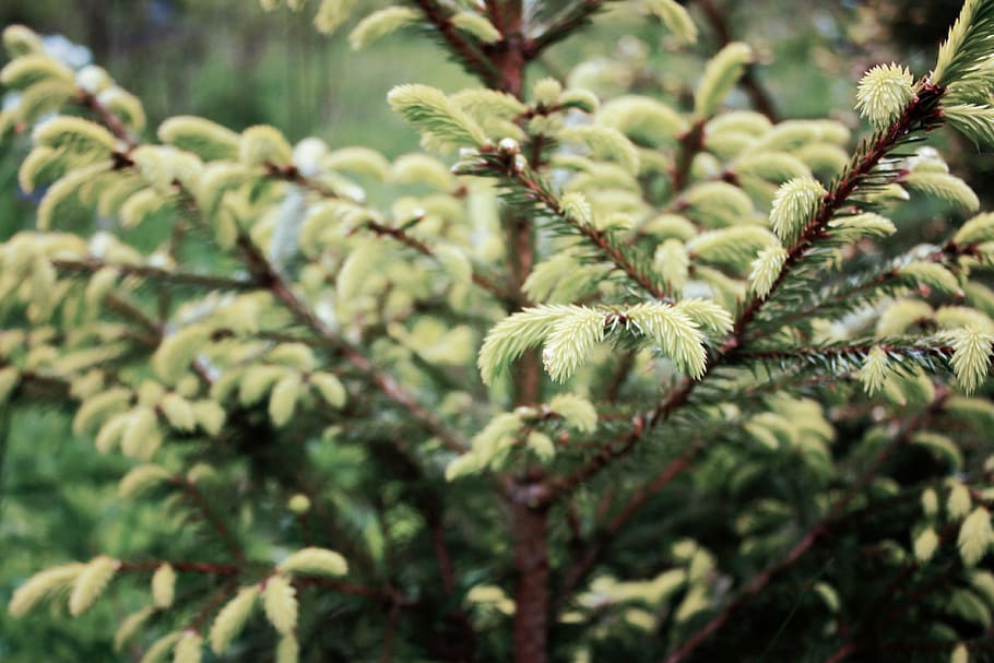 small green pine tree closeup photography, macro photography of green plants HD wallpaper