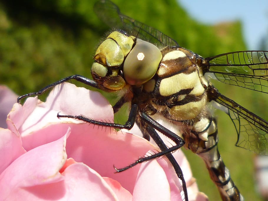 dragonfly, nature, insect, macro, macro photography, invertebrate HD wallpaper