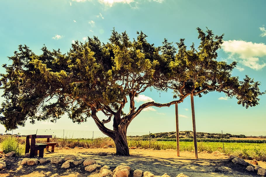 cyprus, cavo greko, tree, lonely, landscape, nature, nature landscape HD wallpaper