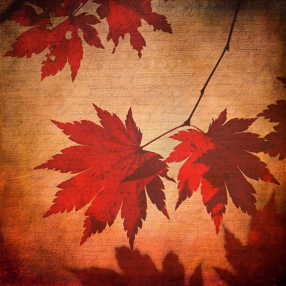 close-up photo of red and beige maple leaf cloth, texture, background HD wallpaper