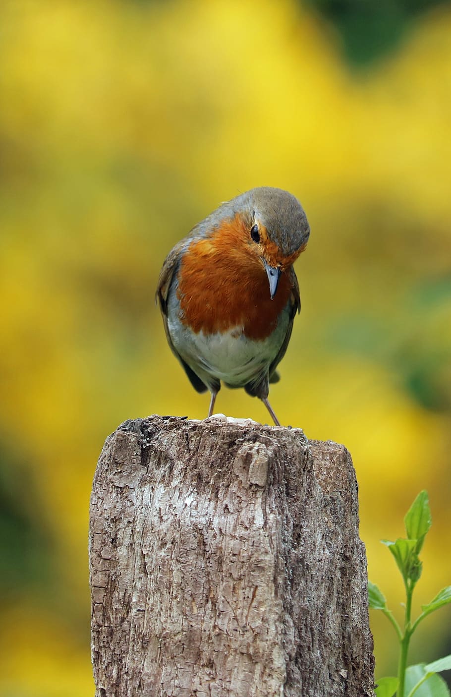 closeup photo of gray bird perching on wood log, robin, perched, HD wallpaper