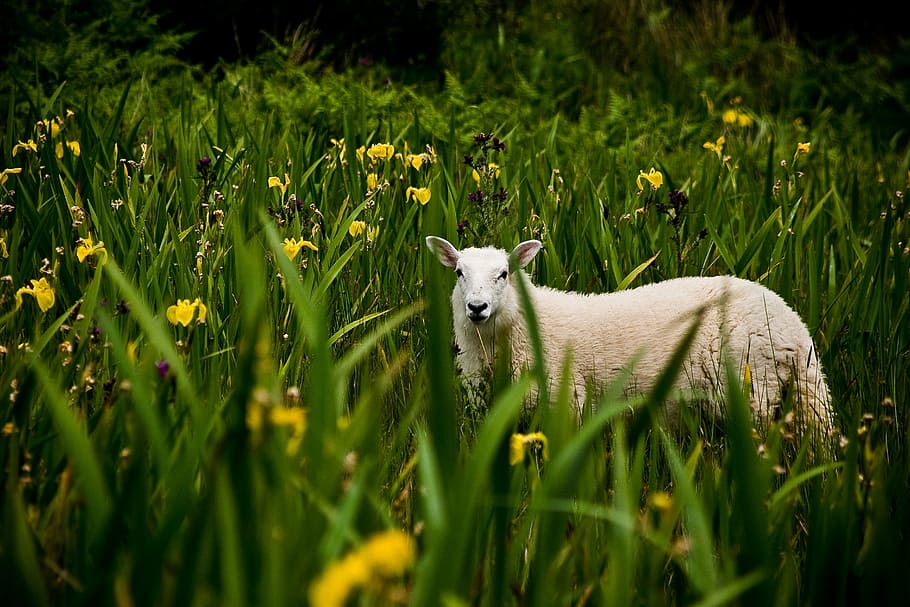 irish, lamb, landscape, plant, one animal, animal themes, mammal HD wallpaper