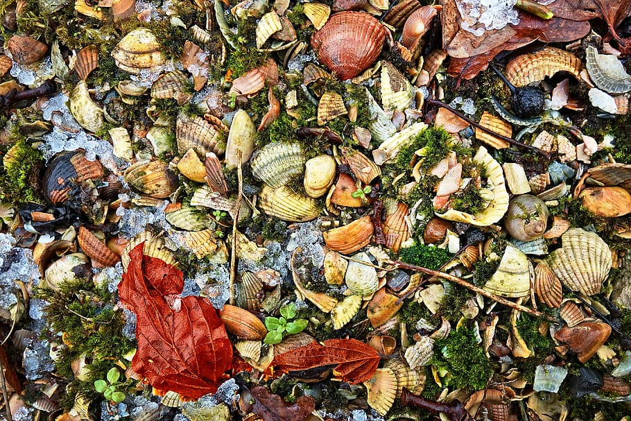 shells, leaves, grit, moss, ground covering, material, organic HD wallpaper