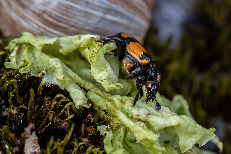 insect, animal, close up, invertebrate, animal wildlife, animal themes HD wallpaper