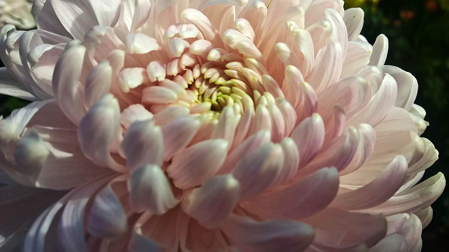 chrysanthemum, pink, macro, plant, flower, flowering plant HD wallpaper