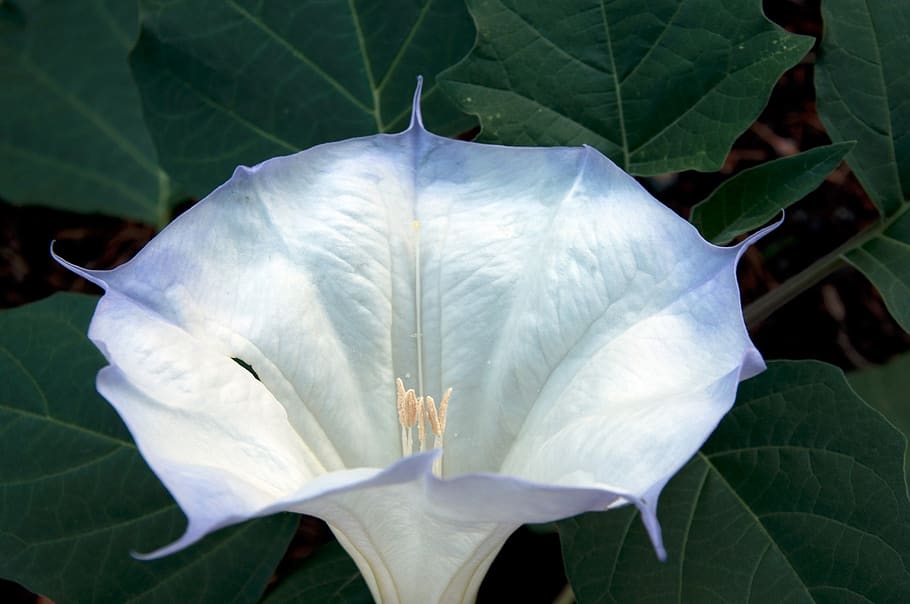 Images Datura - Images of Plants and Gardens - botanikfoto