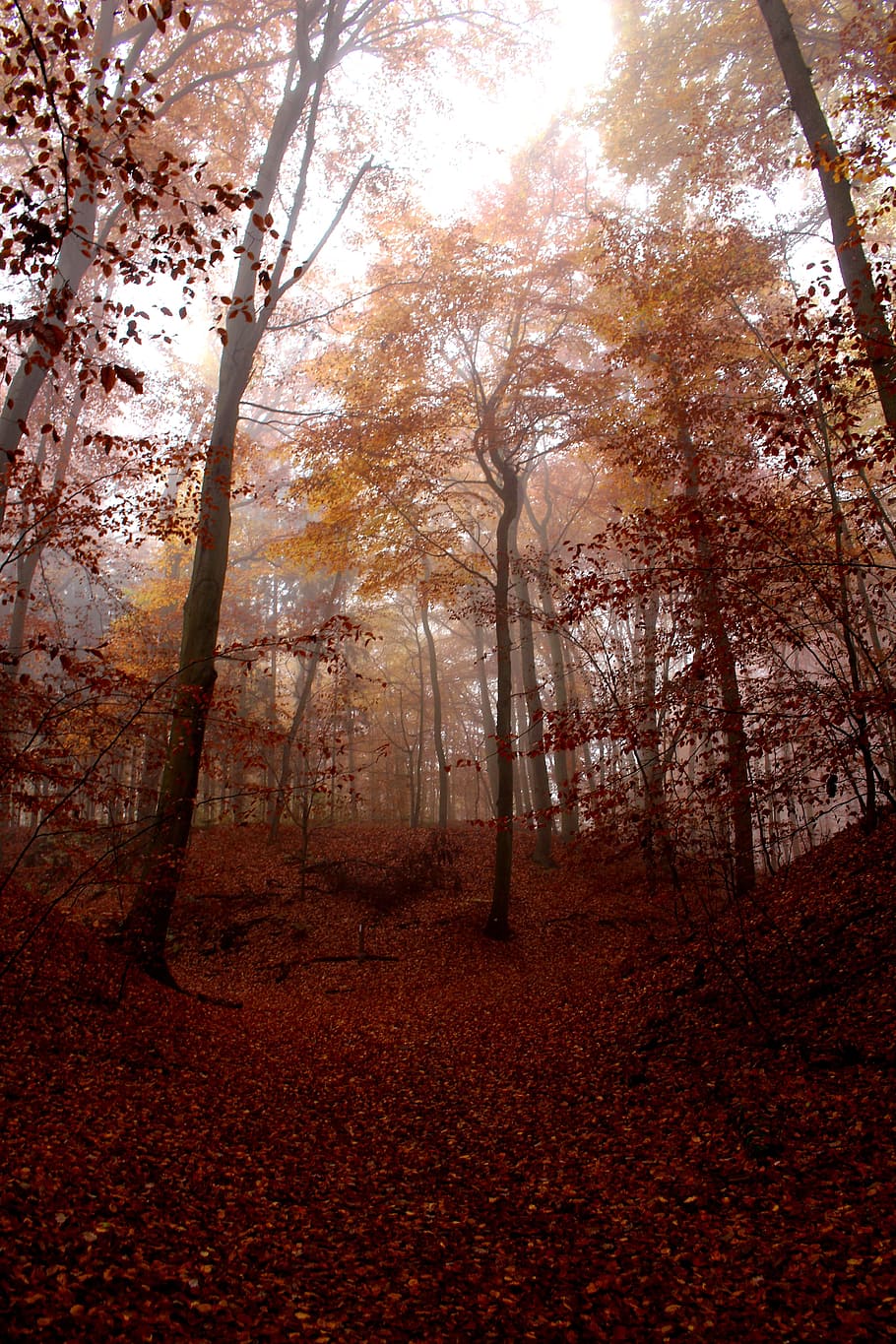 crepuscular rays in forest view, fog, autumn, red, cold, mystical HD wallpaper