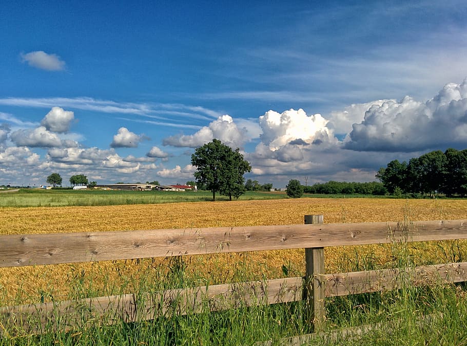 Italy, Wheat, Spring, Nature, Landscape, sky, ears, cloud, yellow HD wallpaper