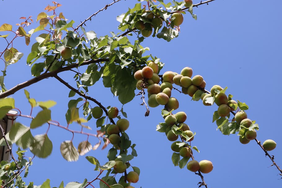 erik, tree, fruit, food and drink, healthy eating, plant, sky HD wallpaper