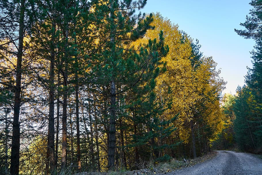 mountains, trees, autumn, nature, landscape, background, forest HD wallpaper