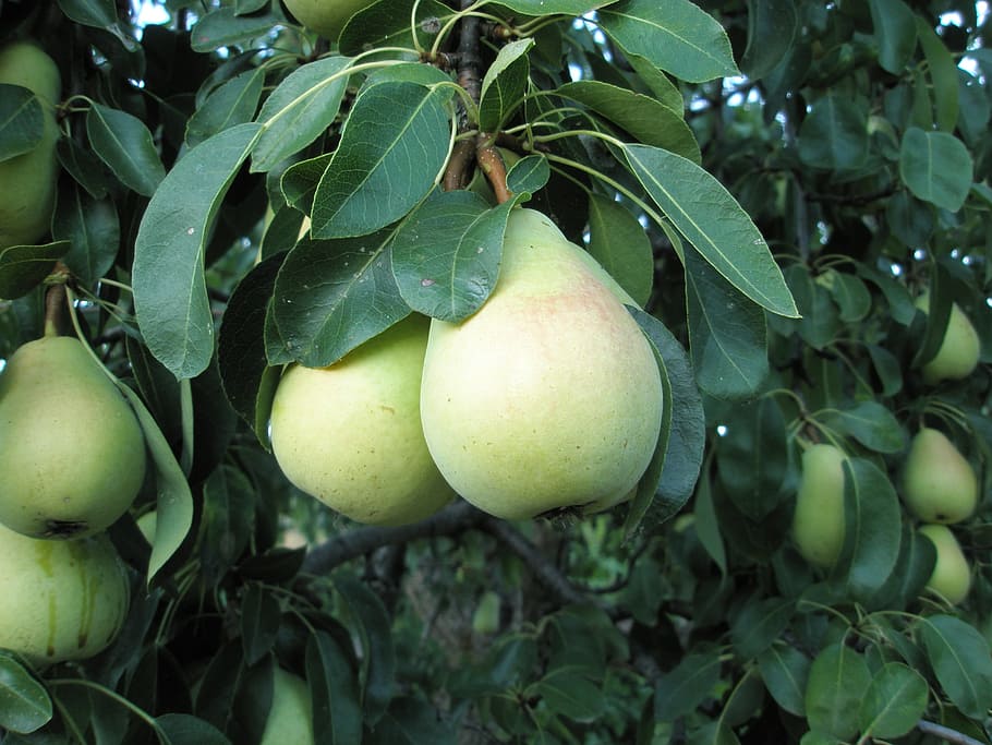 pears, peral, fruit, healthy eating, food and drink, leaf, plant part HD wallpaper