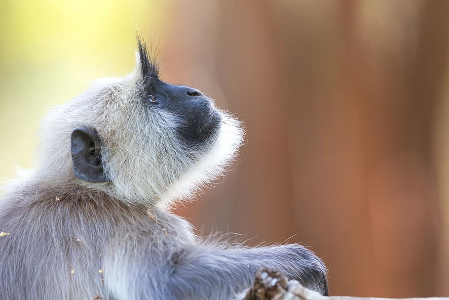 grey and white monkey selective focus photography, wildlife, langur