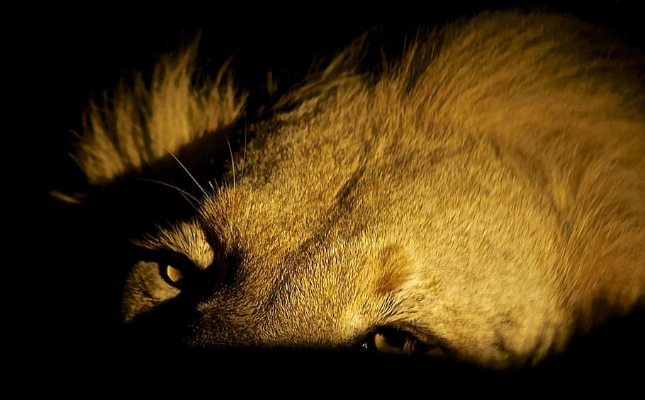 selective focus photo of dog, lion, feeding, night, wildlife, HD wallpaper