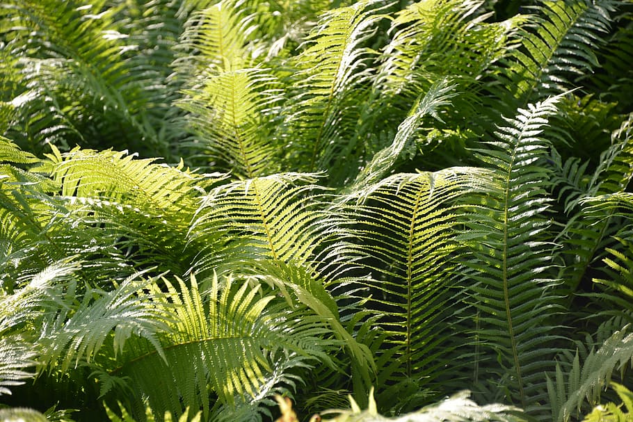 ferns, field, forest, landscape, green, bush, hill, nature HD wallpaper