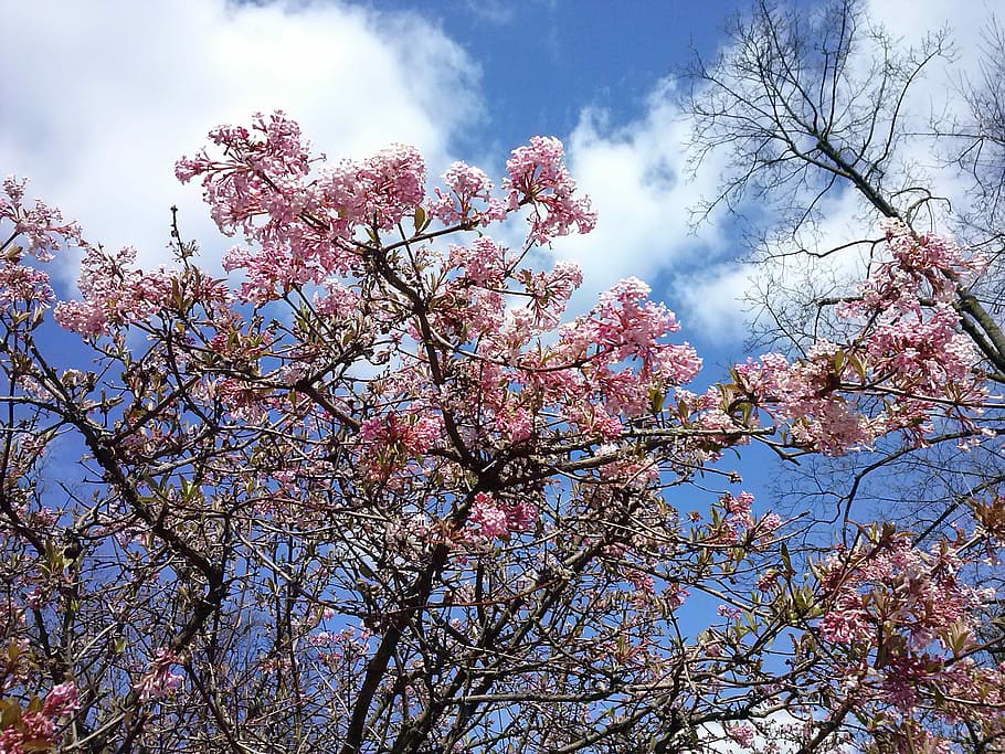 Cherry Blossoms, Sky Blue, Blue, Spring, tree, flower, branch HD wallpaper