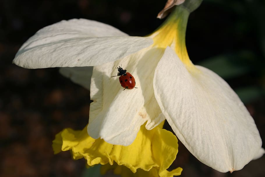 nature, plant, leaf, insect, garden, close, small, flower, ladybug HD wallpaper