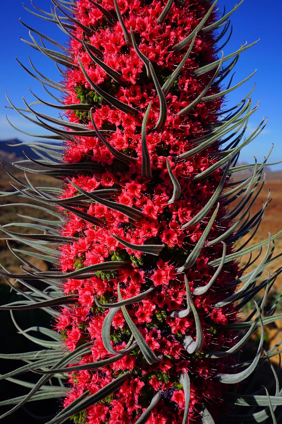 Rojo, Blossom, Bloom, Flower, tajinaste rojo, red, echium wildpretii, HD wallpaper