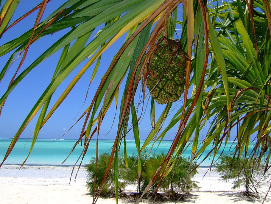 green fruit hanging on tree, zanzibar, beach, sea, africa, paradise