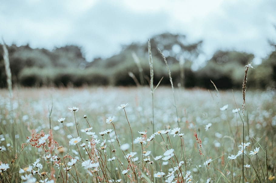 Wildflower meadow, white daisies selective focus photography HD wallpaper