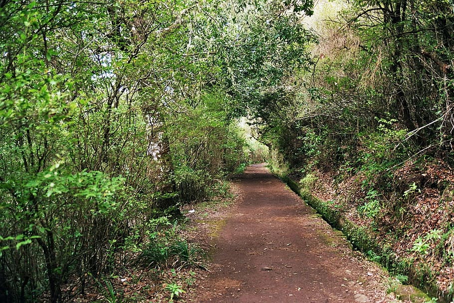 road in between of trees, madeira, highlands, mountains, summit HD wallpaper