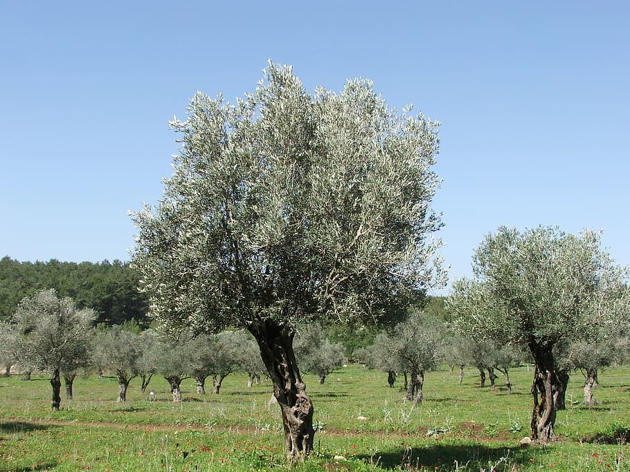 olives, trees, nature, plant, clear sky, growth, day, landscape HD wallpaper