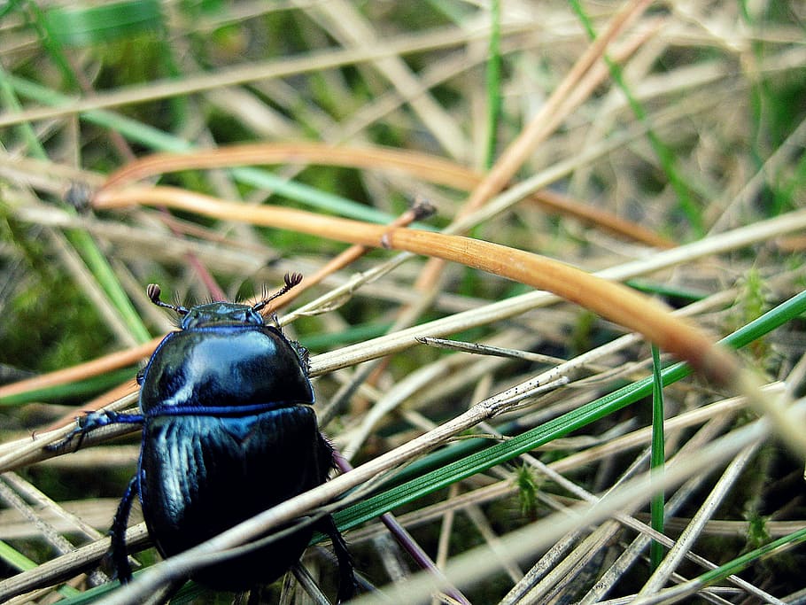 beetle, animal, macro, insect, wildlife, bug, antennae, thorax HD wallpaper