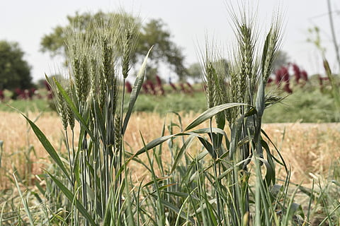 wheat, grain, seed, field, agriculture, nature, flora, summer HD wallpaper