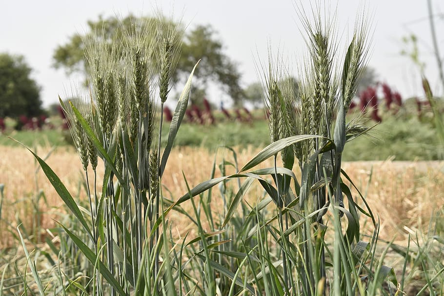 wheat, grain, seed, field, agriculture, nature, flora, summer HD wallpaper