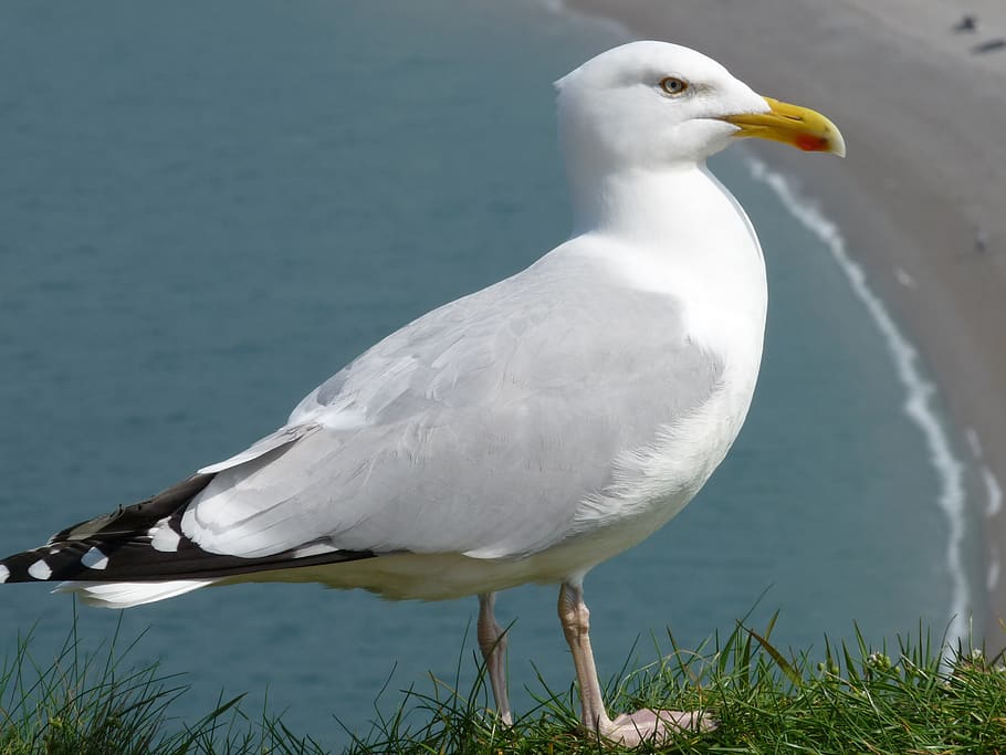 gull, seabird, animal themes, vertebrate, animals in the wild HD wallpaper