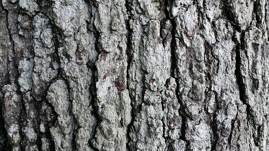 Tree, Bark, Fall, Woods, Nature, Forest, park, image, royalty HD wallpaper