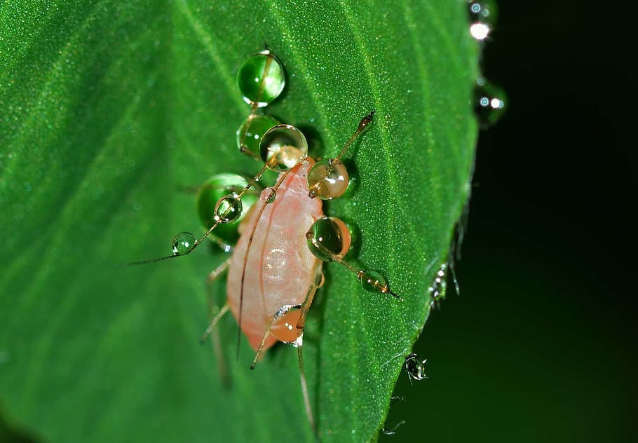 macro shot photography of red insect on green leaf, insects HD wallpaper