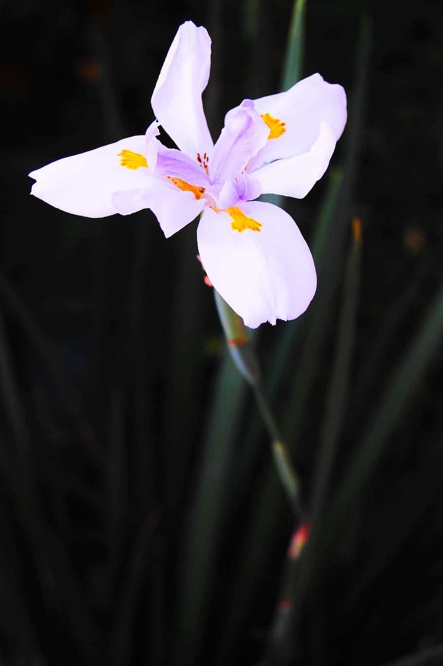 Flower, Nature, flowers, petal, flower head, fragility, close-up HD wallpaper
