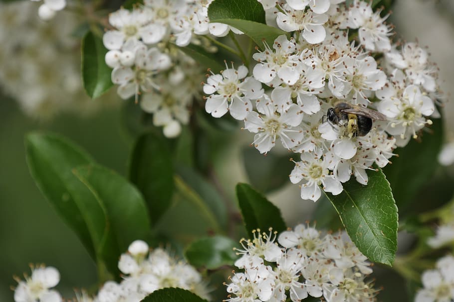 bee, firethorn, summer, blossom, flower, flowering plant, fragility HD wallpaper