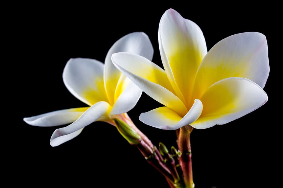 white and yellow plumeria flower, blossom, bloom, frangipani, HD wallpaper