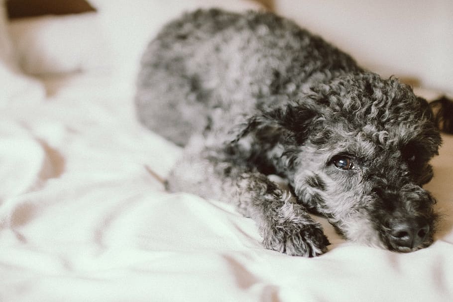 short-coated gray dog lying on white surface, bed, sheet, blanket HD wallpaper